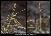 Carex-remota2